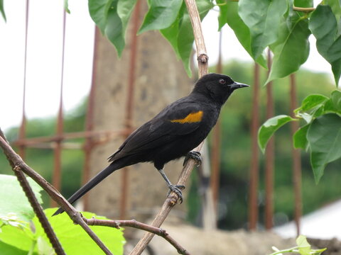 bird