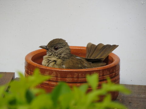 bird