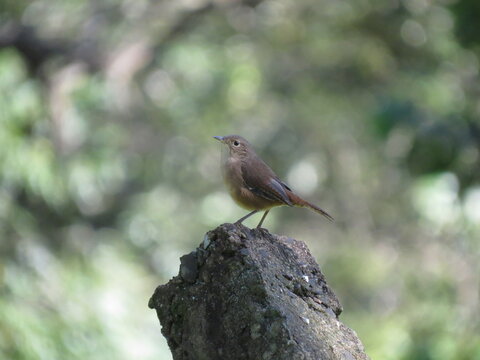 bird