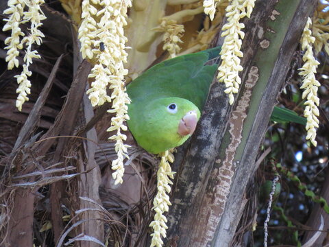 bird
