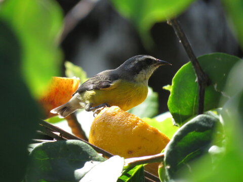 bird