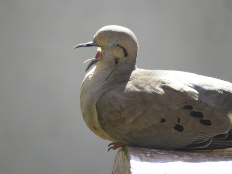 bird
