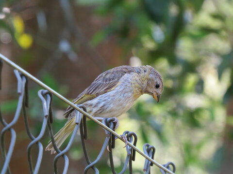 bird