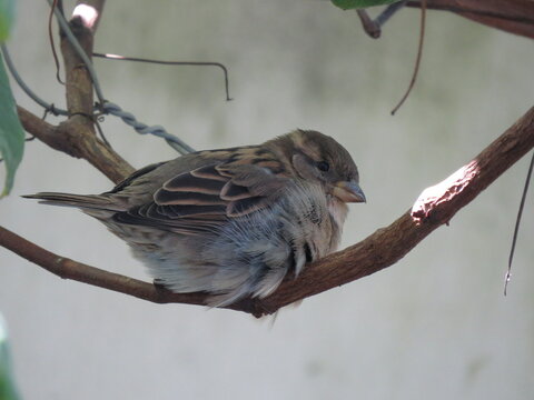 bird