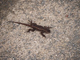 Common Side-blotched Lizard on the ground