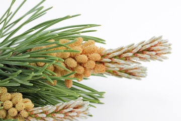 Young Pine buds on branches on white background. Blossom pine buds used of healthy drugs in...