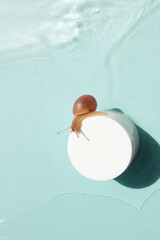 Snail on the jar of skin cream on water background. Beauty skin care, snail mucin based cosmetics. Beauty concept. © DRasa