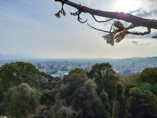 tree on the mountain