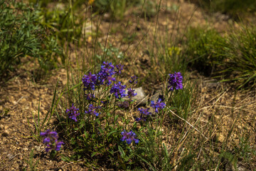 flowers in the meadow