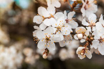 White sakura flowers in red backlight on a dark background. Beautiful apricot blossom spring warm evening