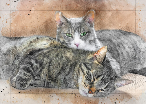 Digitally enriched photograph of a brown and a grey tabby cat cuddled up together. This photosketch technique creates a faux watercolour effect giving the image an overall artistic impression.