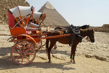 wo red walking steers pulled by brown horses stand in the desert near the pyramid of Cheops in the...
