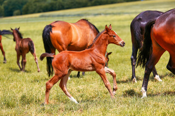 Horse foal red-brown on the pasture galloping between other members of the same species, whole body...