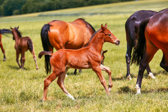 Horse foal red-brown on the pasture galloping between other members of the same species, whole body photograph from the side..