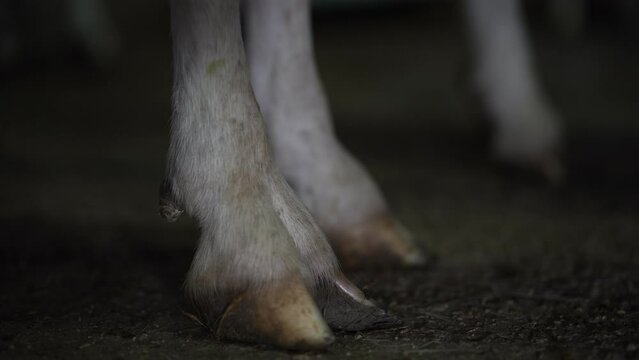 Close-up goat hoof standing indoors in darkness. Leg of unrecognizable white farm animal in barn on ranch
