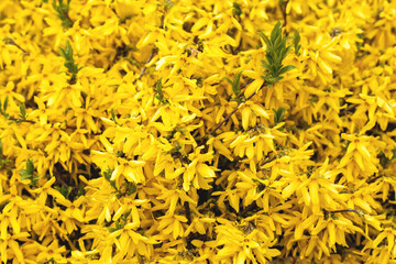 Background of yellow spring flowers of a forsythia shrub on branches with green leaves