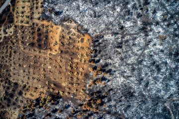 Aerial view of burnt trees