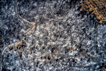 Aerial view of burnt trees