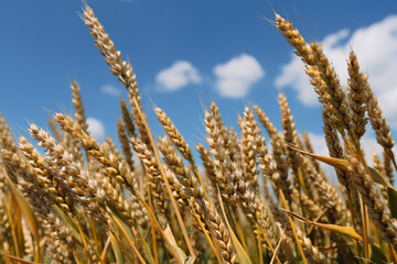 Fototapeta premium Close up of ripe wheat ears against beautiful sky with clouds.
