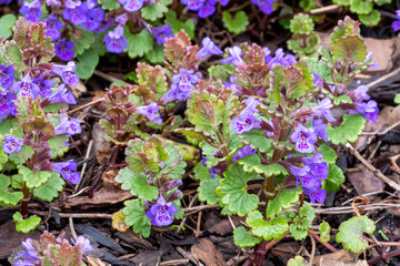 Green leaves and purple flowers of Glechoma Hederacea plant, in the garden. It is an aromatic,...