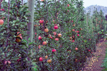 Apple farm in Kelowna, ripe red apples on the trees in British Columbia, Canada