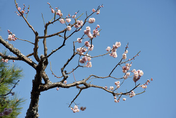 大覚寺　庭の梅の花　京都市右京区嵯峨