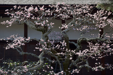 大覚寺　中庭の梅の花　京都市右京区嵯峨