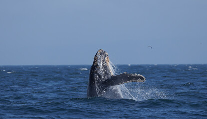 Fototapeta premium humpback breaching 