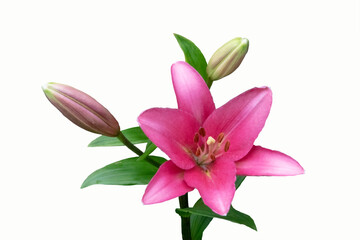 Beautiful pink lily flower, isolated on white background. Lily Lilium hybrids flower.