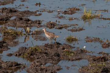 Kampfläufer, Calidris pugnax