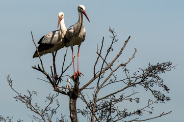 Weißstorch, Ciconia ciconia