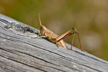 grasshopper on the ground