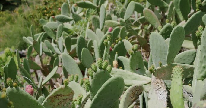 Wild tropical cactus in the spring moving in the wind in Masca Gorge, Tenerife, Canary Islands, Spain