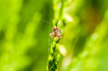insect on a green leaf