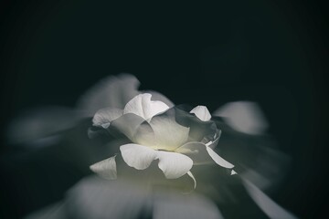  delicate white rose in the garden against a dark background in the rays of the sun