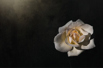  delicate white rose in the garden against a dark background in the rays of the sun