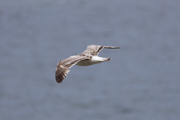 seagull in flight