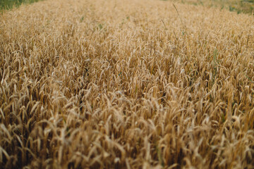 Wheat stems in evening field. Global hunger and food crisis. Summer grain harvest and rural slow life. Wheat crop field in countryside. Atmospheric tranquil moment. Ripe ears