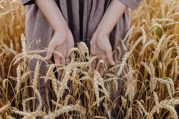 Grain harvest. Woman hand holding wheat stems in field, cropped view.  Female in rustic linen dress touching ripe wheat ears in summer countryside. Rural  life. Global hunger and food crisis