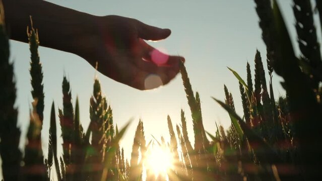 Close up of female hand touching fresh wheat ears in sunset light, flare light. Unrecognizable young woman checks wheat in field during beautiful sunrise. Concept of natural farming. Slow-motion