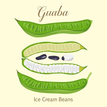 Tropical fruit Guaba Ice Cream Beans or Inga Edulis closed and open pods with seeds. Vector illustration of fresh South American tropical fruit Guaba or cuaniquil. 