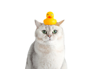 Funny white cat sits with a yellow rubber duck on his head, on a white background. - Powered by Adobe