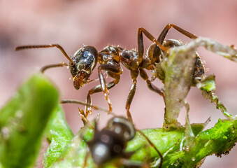 ant on a leaf