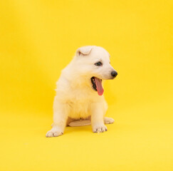 cute white puppy studio portrait on isolated yellow background