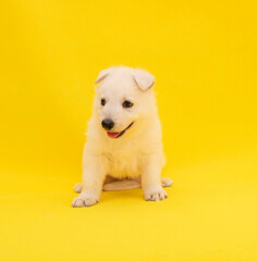 cute white puppy studio portrait on isolated yellow background
