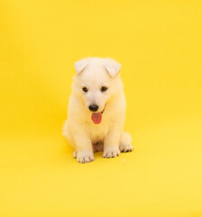 Fototapeta na wymiar cute white puppy studio portrait on isolated yellow background