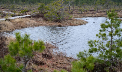 A wooden path in the Soomaa National Park in Estonia among the forest and marshland on a clear day