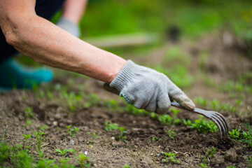 A woman's hand is pinching the grass. Weed and pest control in the garden. Cultivated land close up. Agriculture plant growing in bed row