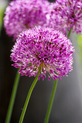 Fototapeta premium There are three rose buds of ornamental onions growing in the garden. side view. allium. nature