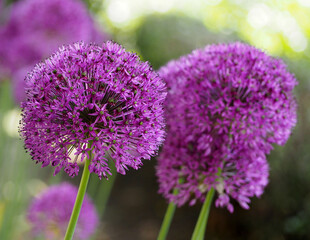 several pink buds of ornamental onions grow in the garden. side view.